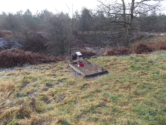 MundfordForest.Lanc .1 547x410