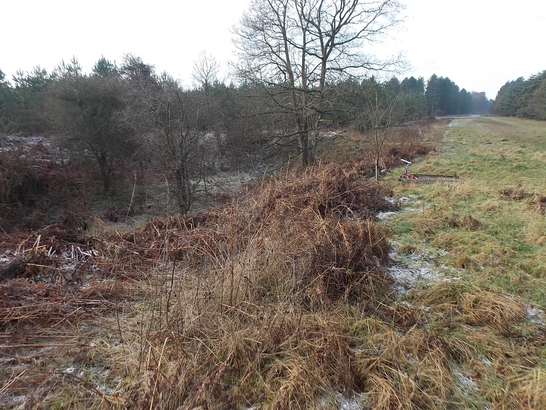 MundfordForest.Lanc .4 547x410